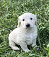 Buddy, a male Golden Retriever and Miniature Golden Retriever for sale in Lakewood, WI – 3 of 6