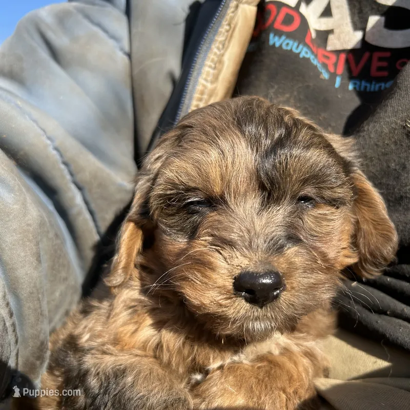 Blue eyed girl – Yorkshire Terrier, Morkie puppy for sale in Lakewood, WI