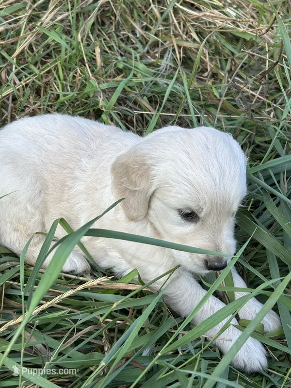 Buddy – Golden Retriever, Miniature Golden Retriever puppy for sale in Lakewood, WI