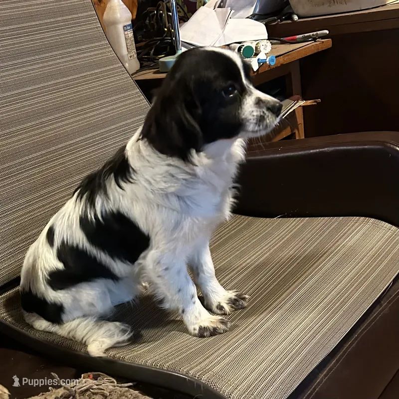 Faverite girl – Cavalier King Charles Spaniel, Aussalier puppy for sale in Lakewood, WI
