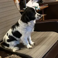 Faverite girl, a female Cavapoo and Cavalier King Charles Spaniel for sale in Lakewood, WI – 1 of 7