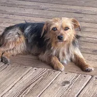 Bred yorkie, a female Yorkshire Terrier and Poodle - Toy  for sale in Lakewood, WI – 2 of 5