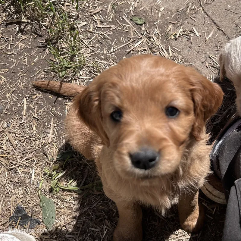 Bentley – Irish Setter puppy for sale in Lakewood, WI