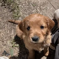 Bentley, a male Irish Setter for sale in Lakewood, WI – 1 of 3