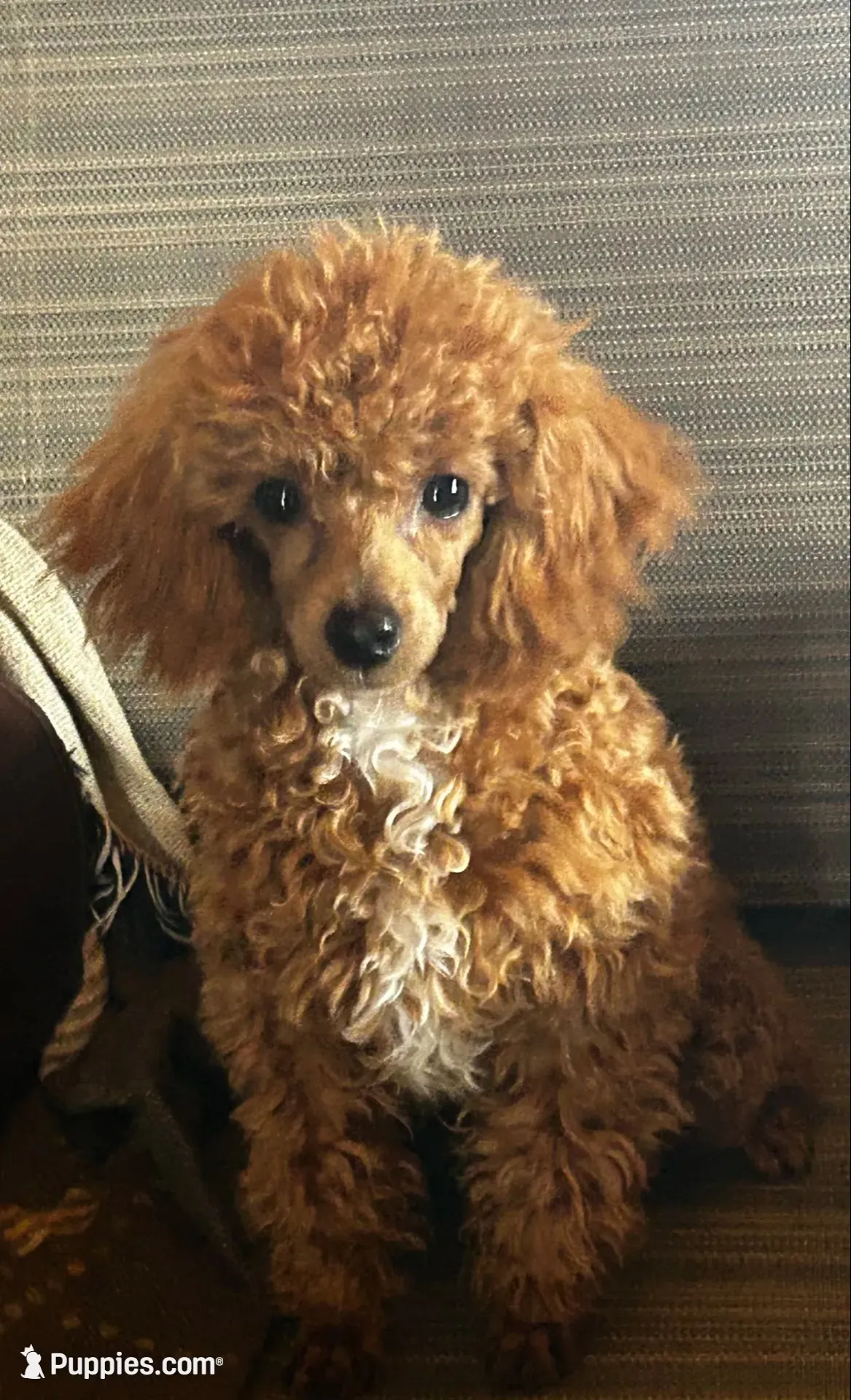 Small girl, a female Poodle - Toy  and Poodle - Miniature  for sale in Lakewood, WI – 3 of 6
