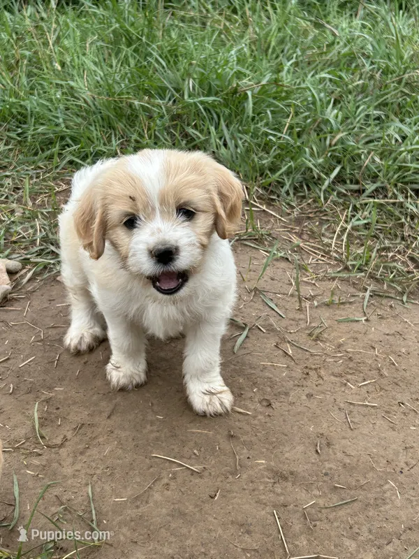 Sweetie  – Cavapoo puppy for sale in Lakewood, WI