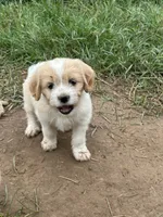 Daisy, a female Miniature Golden Retriever for sale in Lakewood, WI – 2 of 6