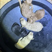 Small girl, a female Poodle - Toy  and Poodle - Miniature  for sale in Lakewood, WI – 5 of 6