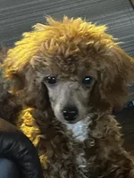 Enzo, a male Cavapoo and Cavalier King Charles Spaniel for sale in Lakewood, WI – 4 of 5