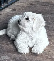 Maggie, a female Maltese for sale in Lakewood, WI – 1 of 2