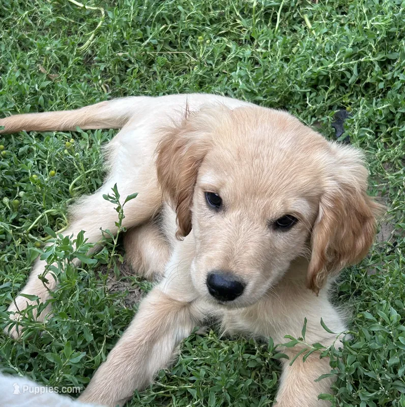 Monty – Miniature Golden Retriever puppy for sale in Lakewood, WI