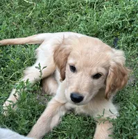 Murphy, a male Miniature Golden Retriever for sale in Lakewood, WI – 1 of 5