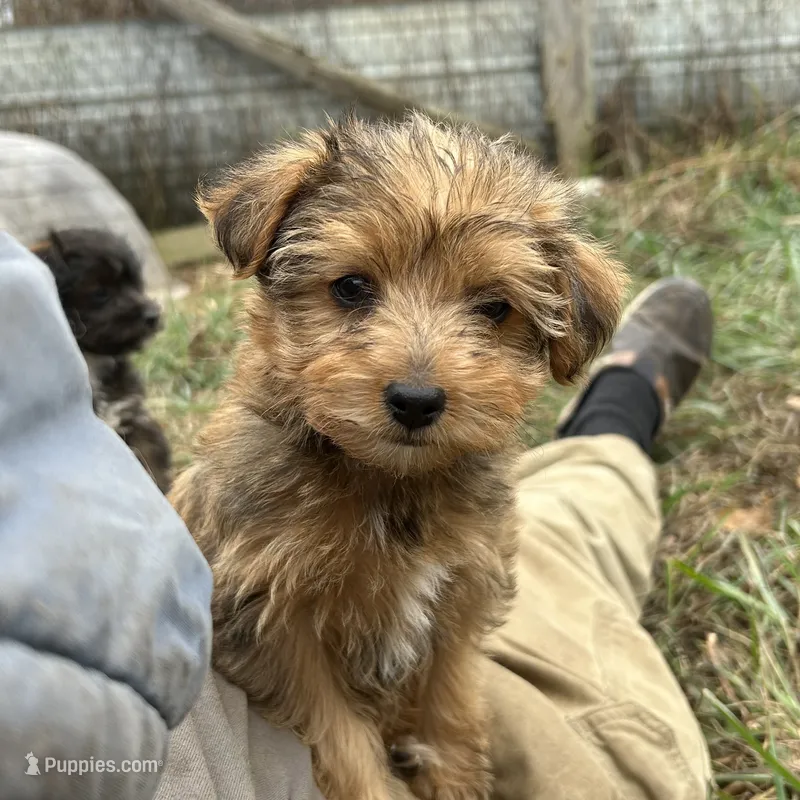 Rare sable girl – Yorkshire Terrier, Morkie puppy for sale in Lakewood, WI