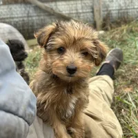  Beautiful sable girl, a female Yorkshire Terrier and Morkie for sale in Lakewood, WI – 1 of 10