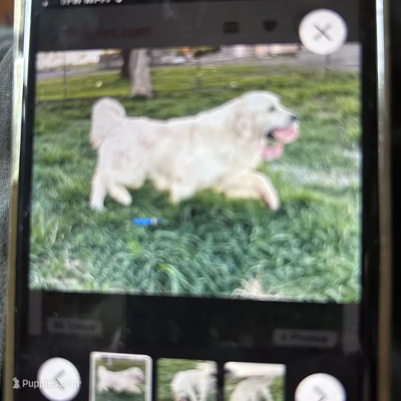 European champion  male – Golden Retriever, English Cream Golden Retriever puppy for sale in Lakewood, WI