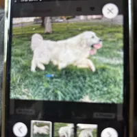 European champion  male, a male Golden Retriever and English Cream Golden Retriever for sale in Lakewood, WI – 1 of 3
