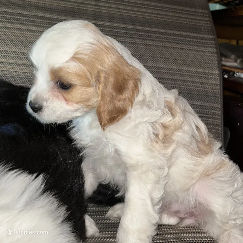 Molly – Cavapoo, Cavalier King Charles Spaniel puppy for sale in Lakewood, WI