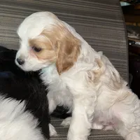 Molly, a female Cavapoo and Cavalier King Charles Spaniel for sale in Lakewood, WI – 1 of 4