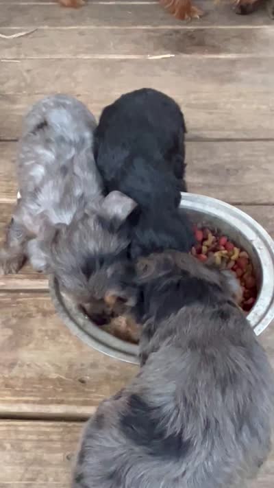  Ella, a female Yorkshire Terrier and Morkie for sale in Lakewood, WI – 4 of 4