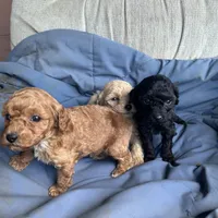 Marcie, a female Poodle - Toy  and Poodle - Miniature  for sale in Lakewood, WI – 2 of 7