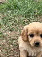 Tiny girl, a female Miniature Golden Retriever for sale in Lakewood, WI – 3 of 5