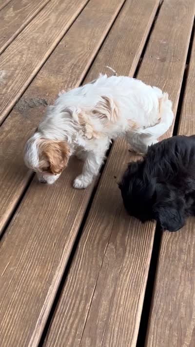 Molly, a female Cavapoo and Cavalier King Charles Spaniel for sale in Lakewood, WI – 4 of 4
