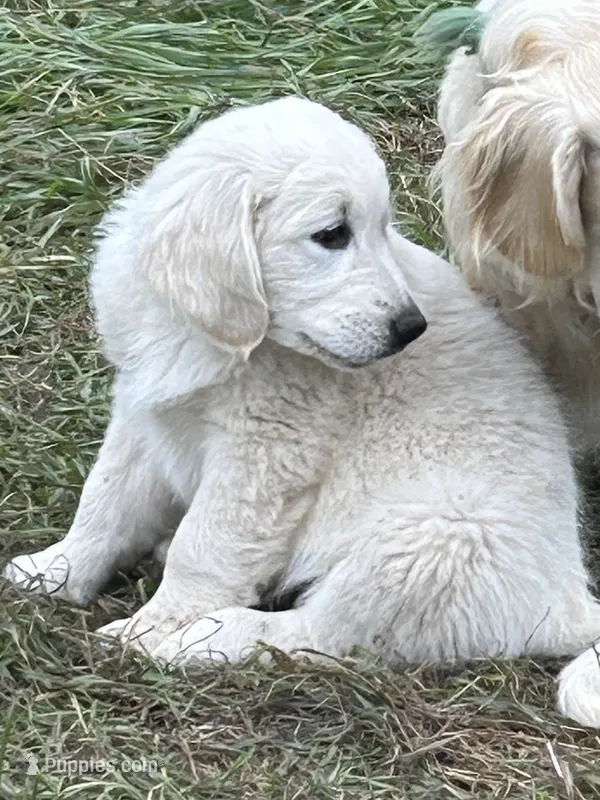 Small boy – Golden Retriever, Miniature Golden Retriever puppy for sale in Lakewood, WI