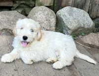 Princess, a female Miniature Golden Retriever for sale in Lakewood, WI – 3 of 5