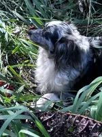 Blue eyed girl, a female Toy Australian Shepherd for sale in Lakewood, WI – 4 of 5