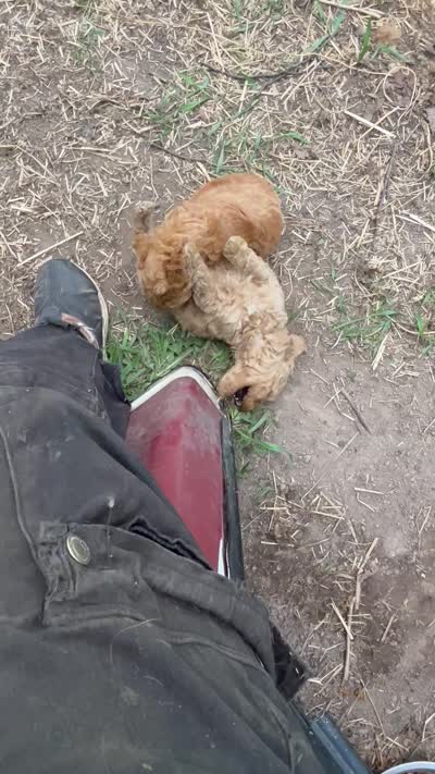 Champion pedigree , a female Poodle - Toy  and Poodle - Miniature  for sale in Lakewood, WI – 8 of 8