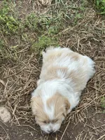 Daisy, a female Miniature Golden Retriever for sale in Lakewood, WI – 4 of 6
