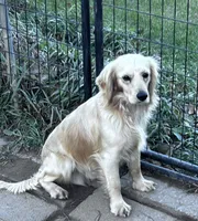 Toy size, a female Miniature Golden Retriever for sale in Lakewood, WI – 3 of 3