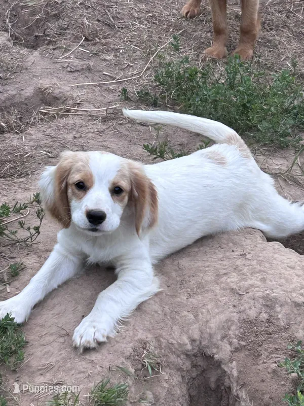 White boy – Golden Retriever, Miniature Golden Retriever puppy for sale in Lakewood, WI