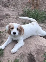 White boy, a male Golden Retriever and Miniature Golden Retriever for sale in Lakewood, WI – 1 of 6