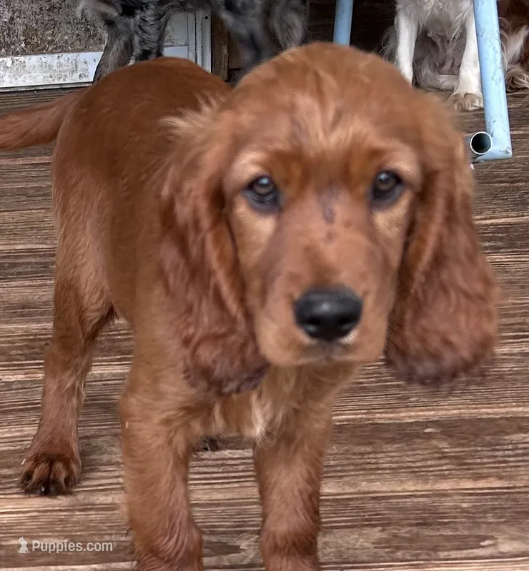 Bentley. Reduced – Irish Setter puppy for sale in Lakewood, WI