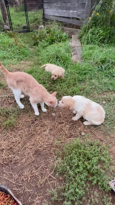 Dolly, a female Miniature Golden Retriever for sale in Lakewood, WI – 4 of 5