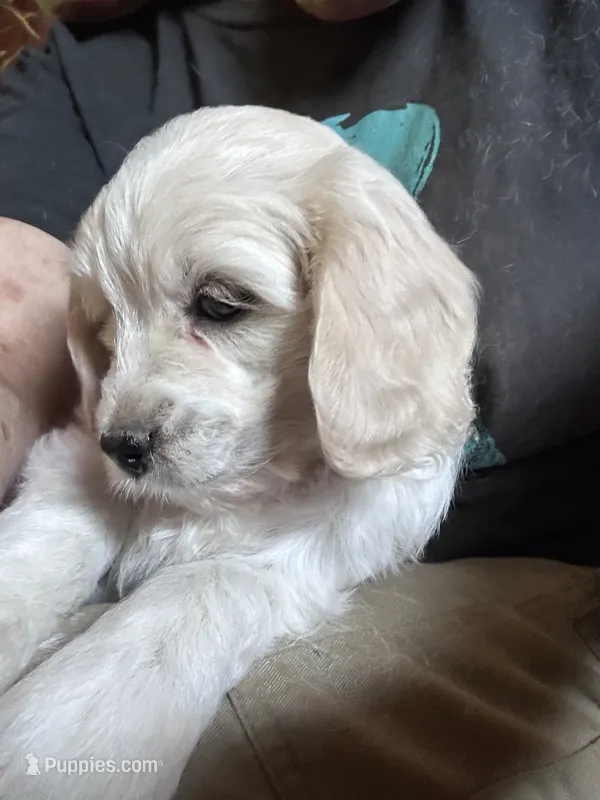 Toy size  – English Cream Golden Retriever, Miniature Golden Retriever puppy for sale in Lakewood, WI