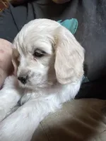 Toy size , a female English Cream Golden Retriever and Miniature Golden Retriever for sale in Lakewood, WI – 1 of 7