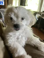 Bailey, a male Maltipoo and Maltese for sale in Lakewood, WI – 2 of 4