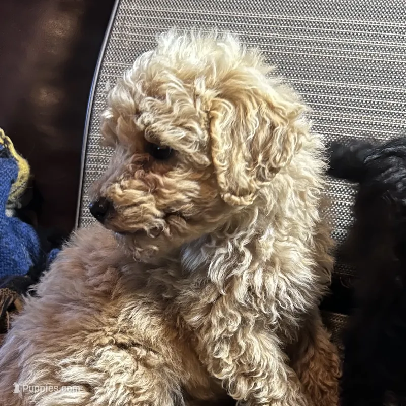 Little boy – Poodle - Toy , Poodle - Miniature  puppy for sale in Lakewood, WI