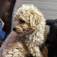 Little boy, a male Poodle - Toy  and Poodle - Miniature  for sale in Lakewood, WI – 1 of 6