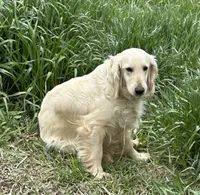 Benny, a male Golden Retriever and Miniature Golden Retriever for sale in Lakewood, WI – 4 of 5