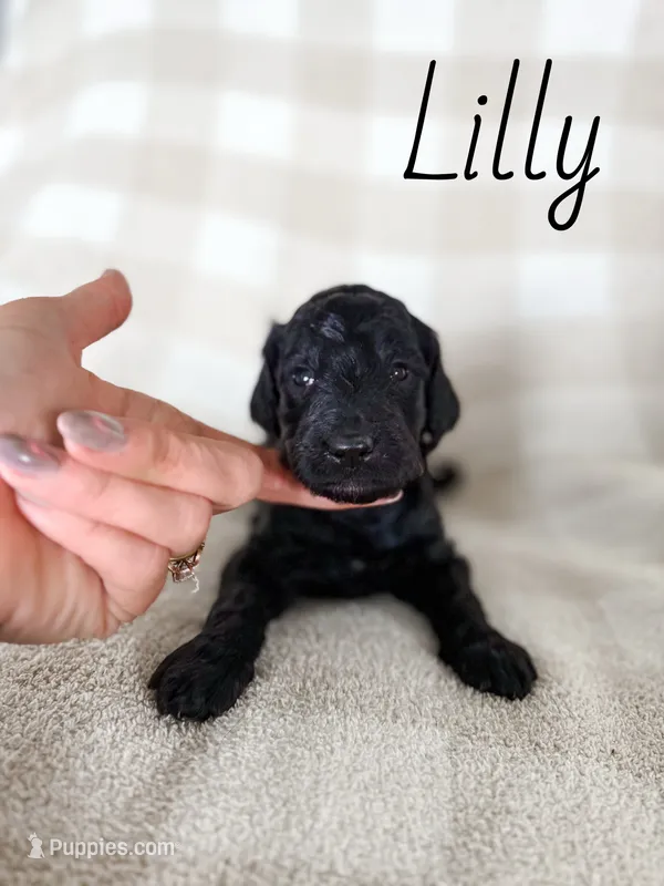 Lilly – Goldendoodle puppy for sale in Ohio City, OH