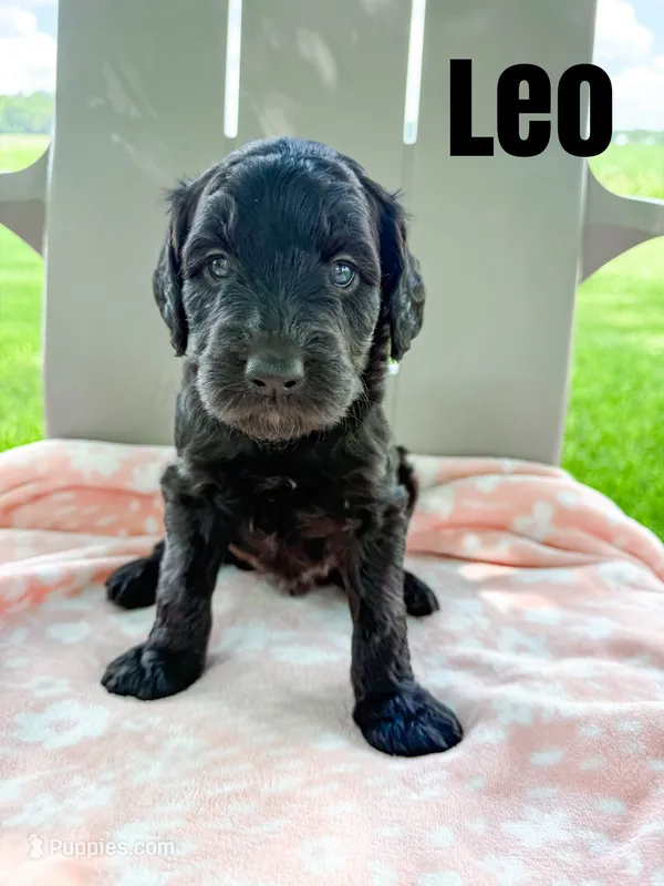 Leo – Goldendoodle puppy for sale in Ohio City, OH