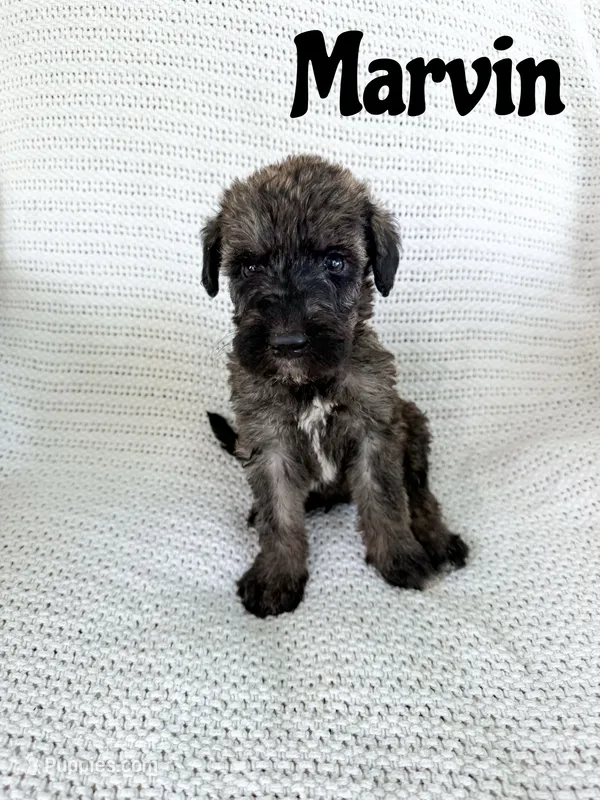 Marvin – Irish Wolfadoodle puppy for sale in Ohio City, OH