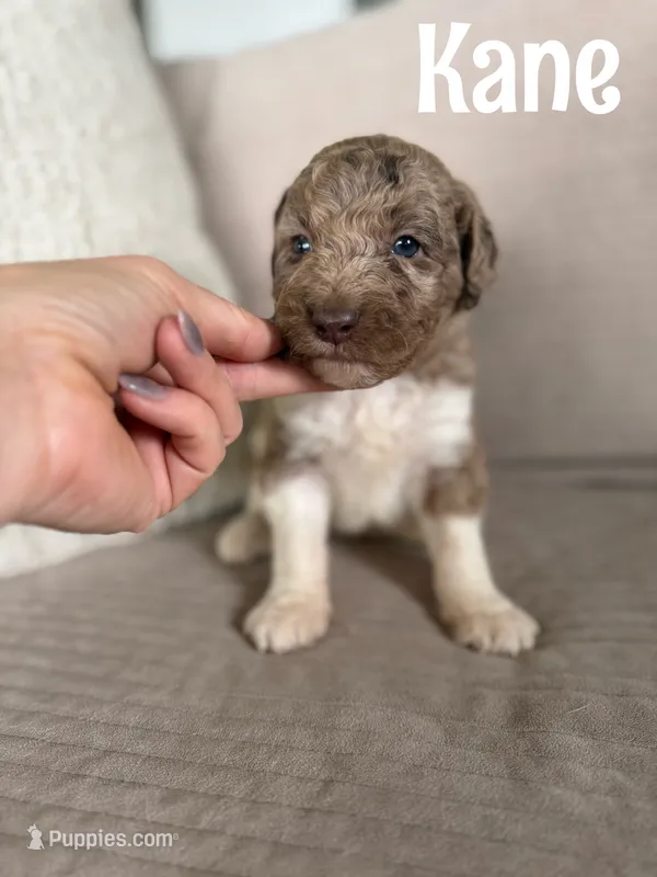 Kane – Labradoodle puppy for sale in Ohio City, OH