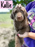 Kallie, a female Labradoodle for sale in Ohio City, OH – 1 of 5