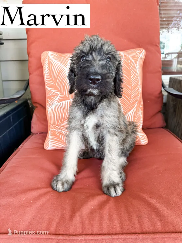 Marvin – Irish Wolfadoodle puppy for sale in Ohio City, OH