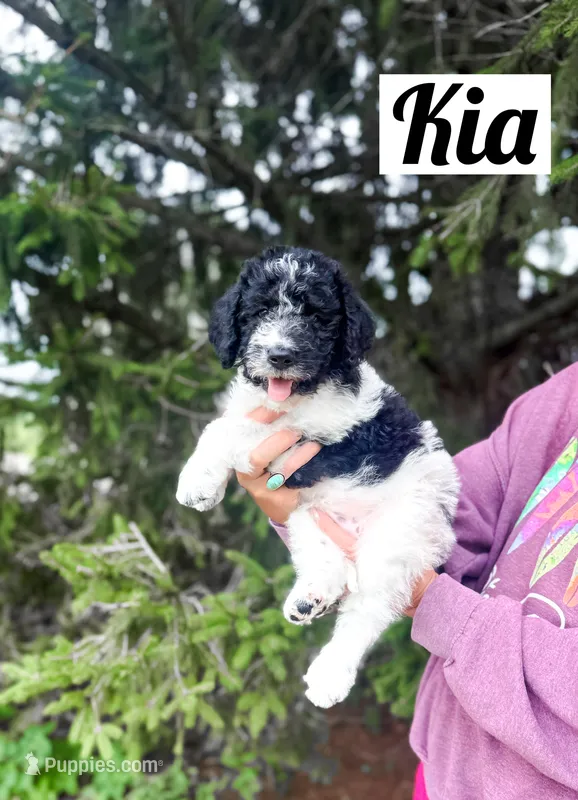 Kia – Labradoodle puppy for sale in Ohio City, OH