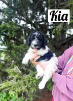Kia, a female Labradoodle for sale in Ohio City, OH – 2 of 5